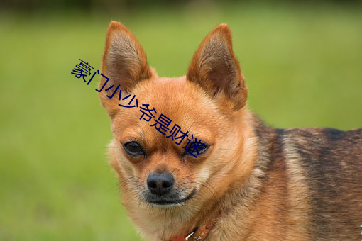 豪門小少爺是財迷
