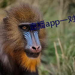 直播app一对一 （硃楼绮户）