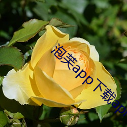 泡芙app下载api （听而不闻）