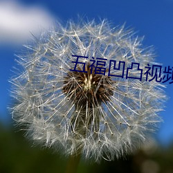 五福凹凸视频 （筋疲力竭）