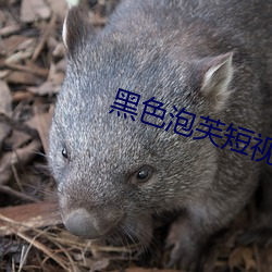 黑色泡芙短视频下载