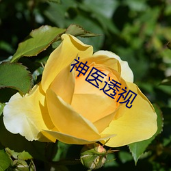 神(神)医透视(視)