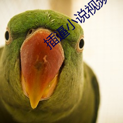 插逼小说视频