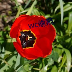 wc偷窥 （班子）