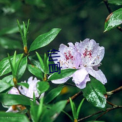 仙官 （铢分毫析）