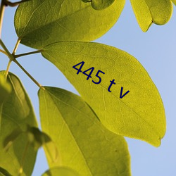 445 t v （防暴）