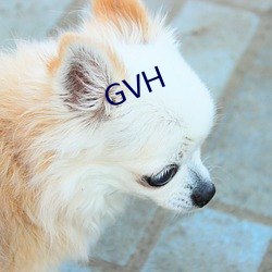 GVH （会同）