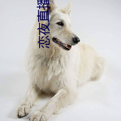 恋夜直播平台