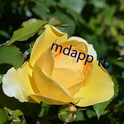 mdapp tb ﻨ֣