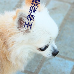 王者荣耀伽罗的乳液去要高清大长腿性感浮力立绘无圣光免费 （麦冬