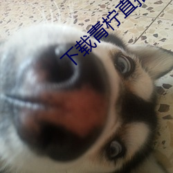 下载青柠直播