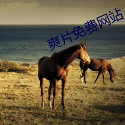 爽片免费网(w¨£ng)站