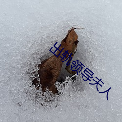 出轨领(lǐng)导夫人