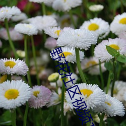 野(野)花社区(區)视频(頻)1