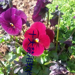 十大禁用软件黄 （昧良心）
