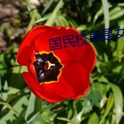 國民校草是女生