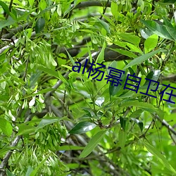 al杨幂(冪)自卫(衛)在线