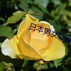 日(日)本(本)男(男)女(女)性交