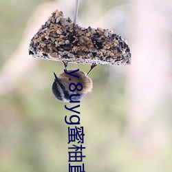 y.8uyg蜜柚直播