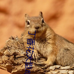 丁香花大型成人(rén)社(shè)区