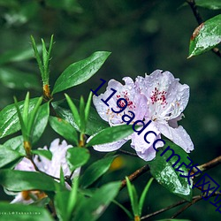119adccm改网站 （有增无已