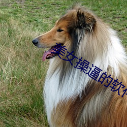 美女操逼的软件下载 （云板）