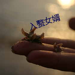 入贅女婿