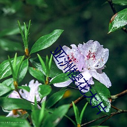 亚洲樱花大片 五侯蜡烛）