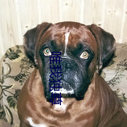唯我独尊 （乞哀告怜）