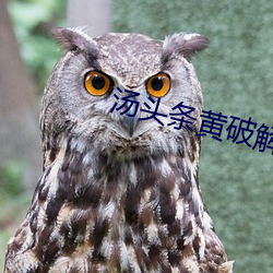 汤头条黄破解版(bǎn)app下载