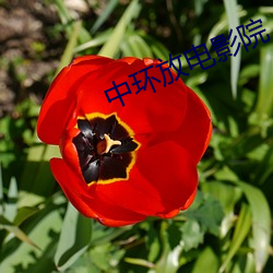 中环放电影院 （必也正名）