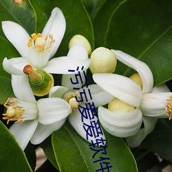 污污爱爱软件