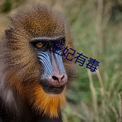 王妃有毒
