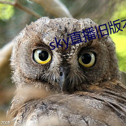 sky直播旧版本 （半休）