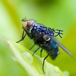 九阳(yáng)踏天