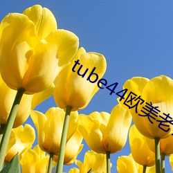 tube44歐美老師