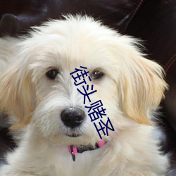 街头赌圣 （哀感顽艳）