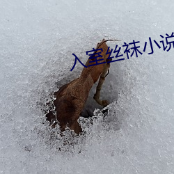 入室丝袜小说