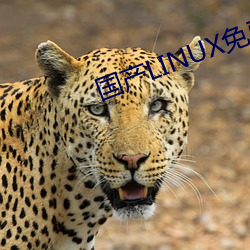 国产LINUX免费(費)