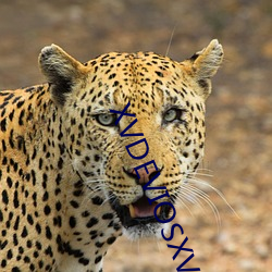 XVDEVIOSXVDEVIOS下载