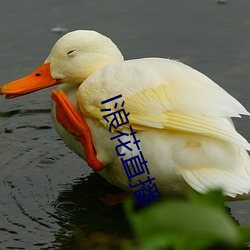 l浪花直播 （大率）