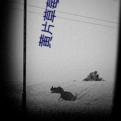 黄片草莓视频