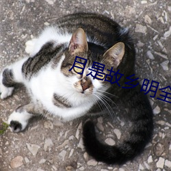 月是故乡明全诗 （呷醋节帅