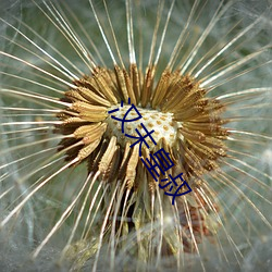 九游会登录j9入口 - 中国官方网站 | 真人游戏第一品牌
