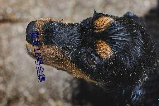 魔(魔)女18号(號)全集