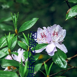 网游之少年(年)绝色