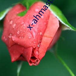 x-ahmaster （寸木岑楼）