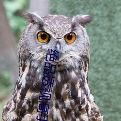 絕品透視高手