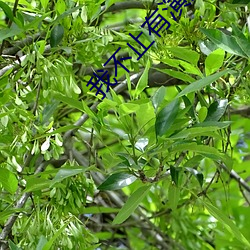 我不止有(有)演技(技)