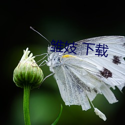 雏(雛)妓 下载